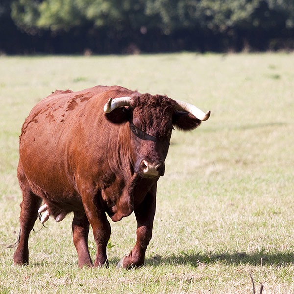 Red bull in field