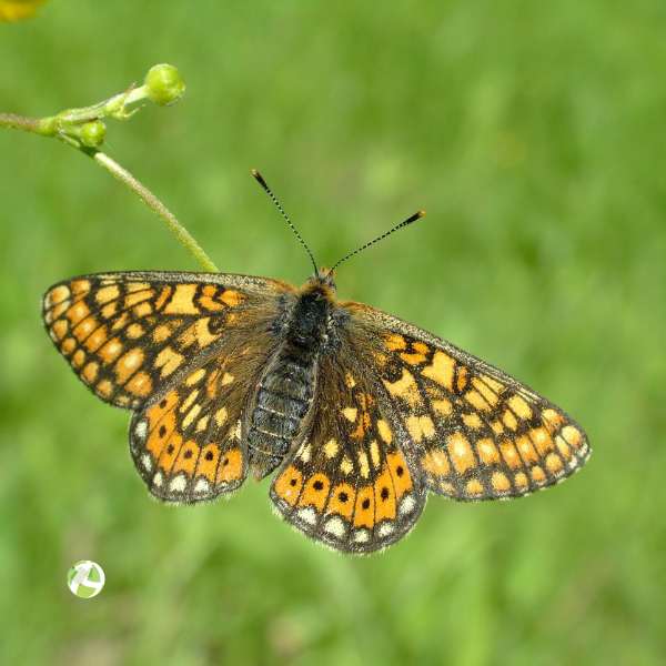 A Marsh Fritillary butterfly with wings outstretched