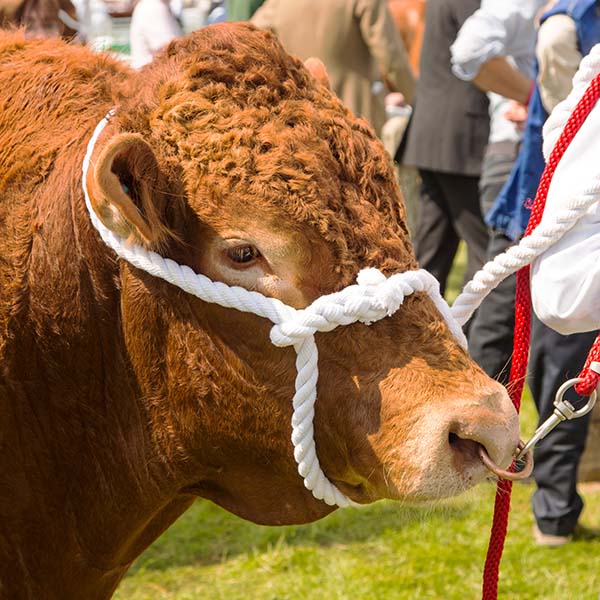 Devon Red bull on a halter